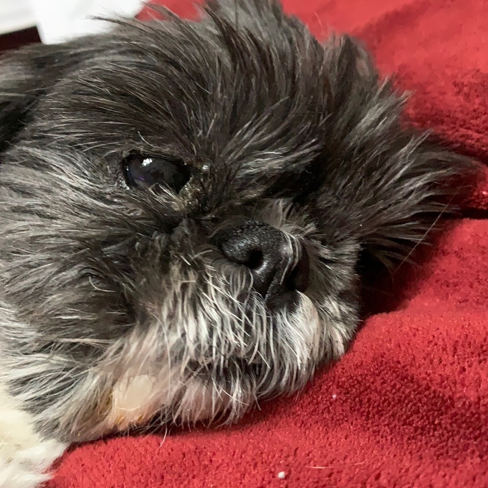 Not for Sale.  Just feel like posting a photo of my beautiful doggie Maddie!!!❤️